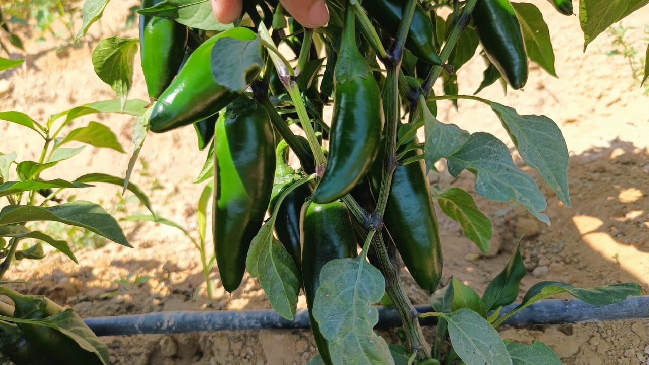 Jalapeno