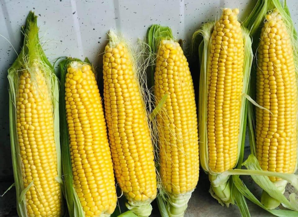 Sweet corn