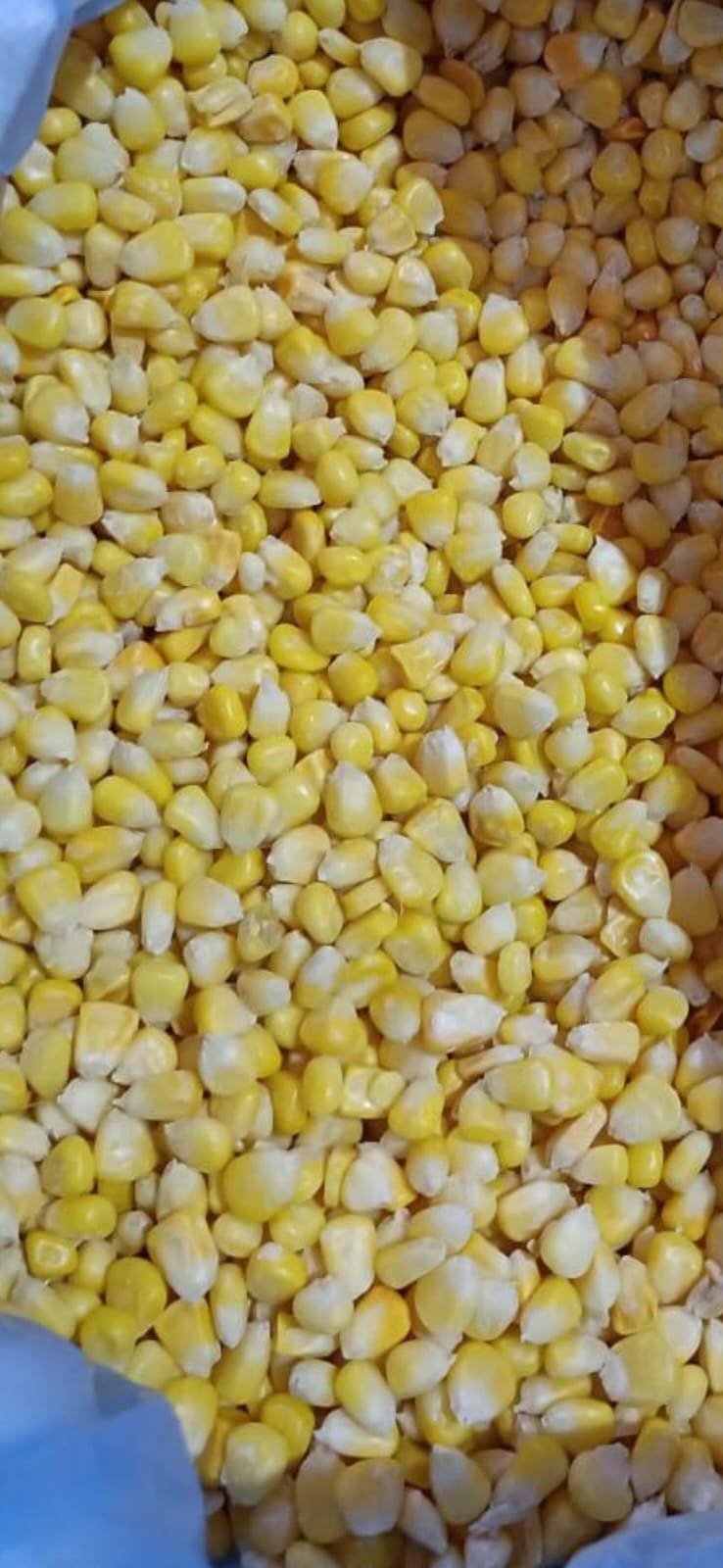 Sweet corn
