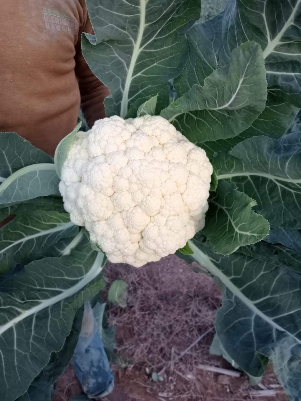 cauliflower