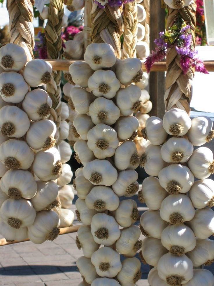Garlic