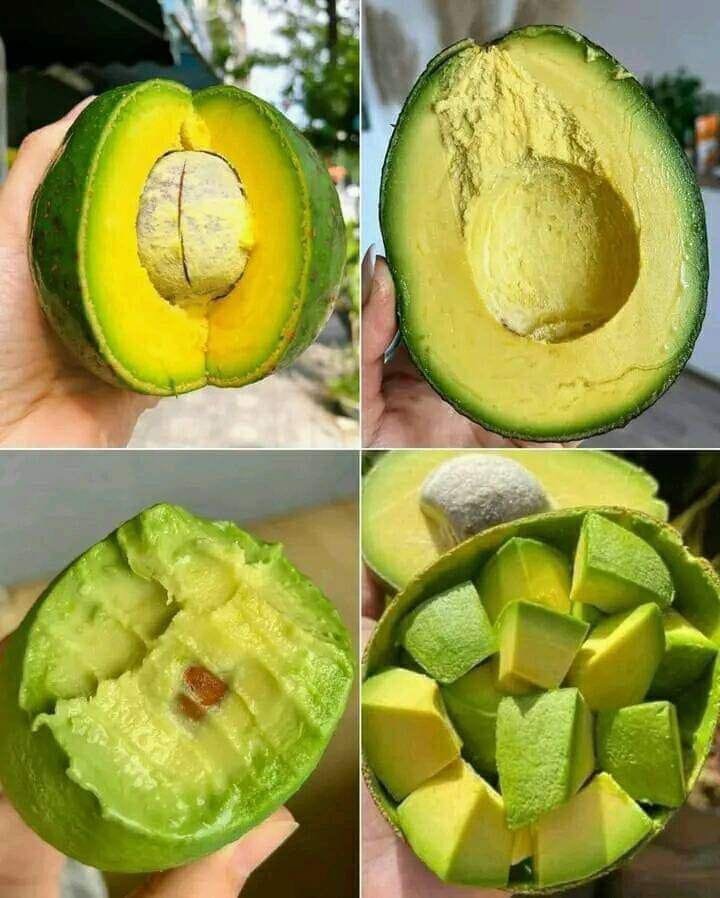Avocado