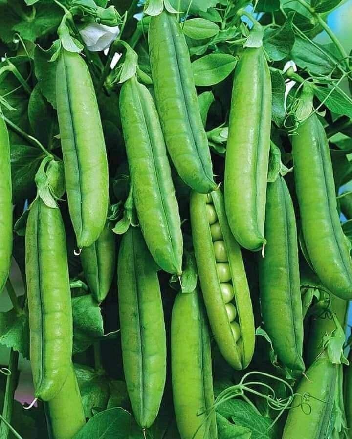 Green peas