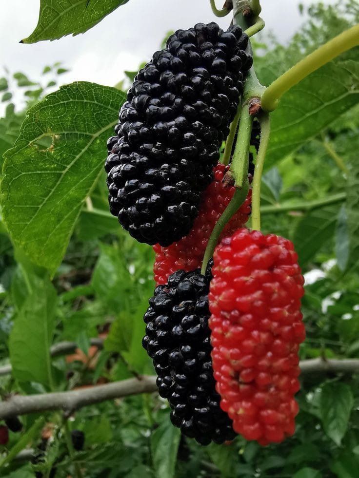 berries