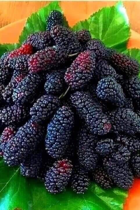 berries