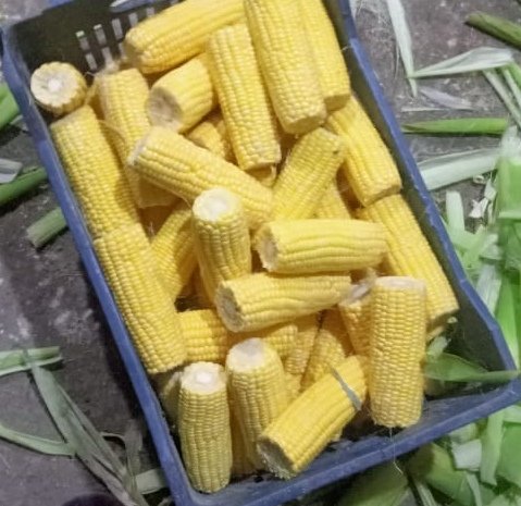 Sweet corn