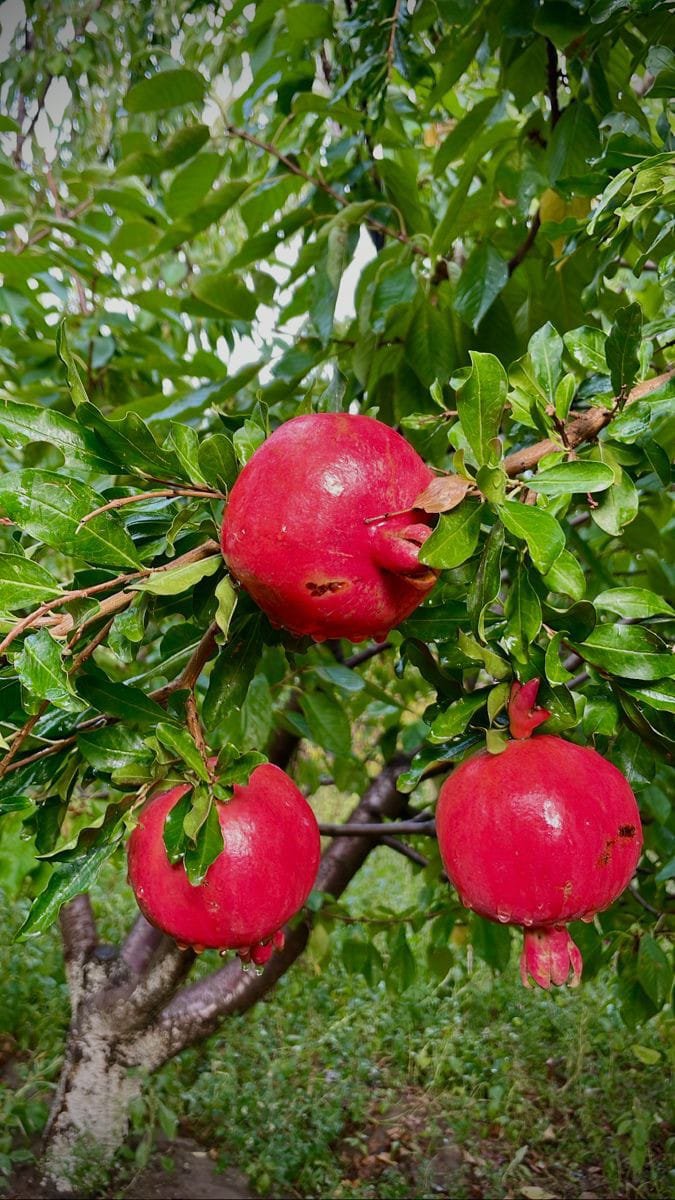 pomegranate