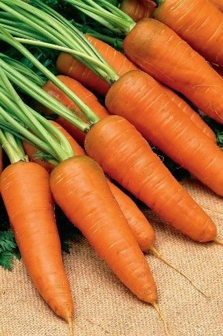 Carrot