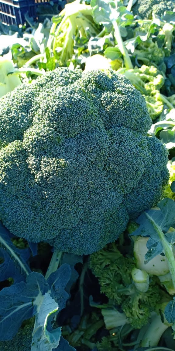 broccoli
