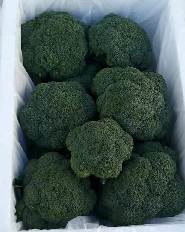 broccoli